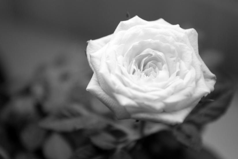 La rose blanche